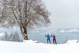 Two cross-country skiers on a snowy path by a lake beside a large leafless tree in winter.