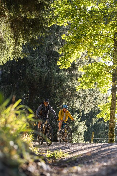 Two mountain bikers ride on a forest path between tall trees in sunlight.