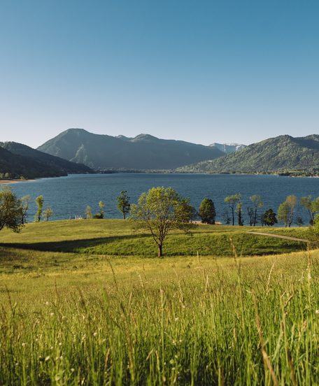 Meadow in front of a lake with trees and mountains under a clear sky.